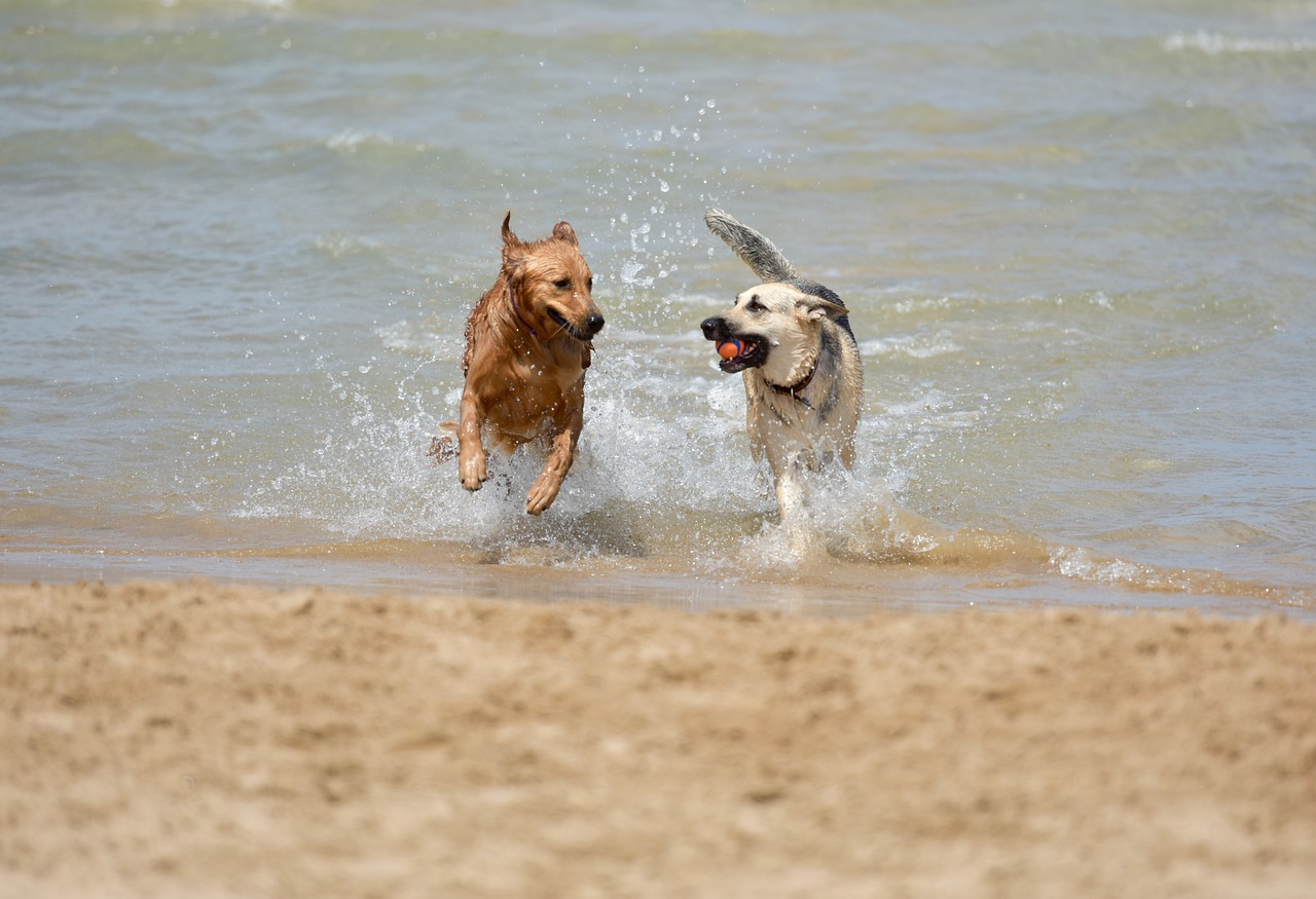 Dog Friendly Beaches and Static Caravan Parks